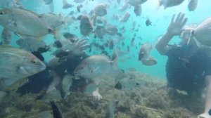 дайвинг в кабардинке