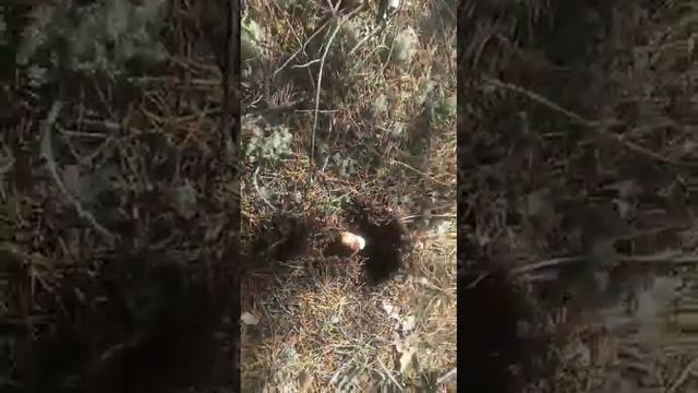 Грибы в Вологодской обл. Лиза достаёт белые грибы из под земли:) АРХИВ смотреть онлайн
