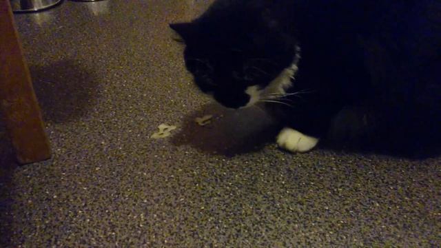 Антоша ест салат, украв его из миски (2015.09.01). смотреть онлайн