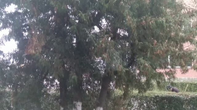 Первый снег 7 октября 2019 г. Луцк Украина смотреть онлайн