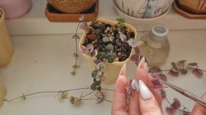 Церопегия Вуда 'Ceropegia woodii' размножение черенками