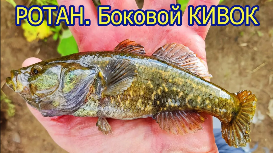 Ловля РОТАНА на боковой летний кивок на озере, Мормышка с подсадкой опарыша, Подмосковье, Павлино смотреть онлайн