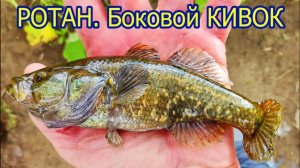Ловля РОТАНА на боковой летний кивок на озере, Мормышка с подсадкой опарыша, Подмосковье, Павлино