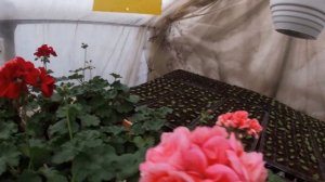 Обзор пеларгонии фирмы Сингента