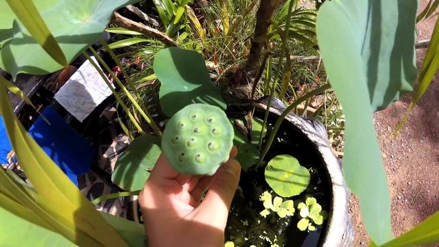 ❀ Растения для водоёма - Лотос розовый для пруда - Nelumbo pink - 4K смотреть онлайн