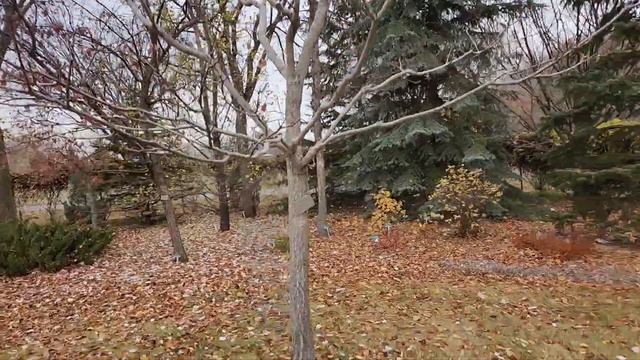 Amur Cork Tree (Philodendron Amurense) Oct 24, After Leaf Drop, Mature, St. Albert, AB TreeTime.ca