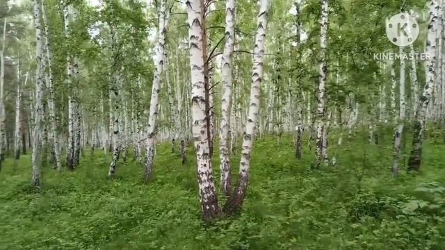 В берёзовой роще на Синюшной горе Иркутска смотреть онлайн