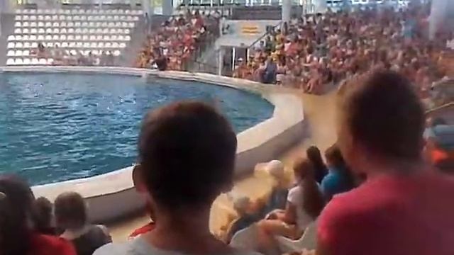 Крым город Евпатория дельфинарий. (часть 2) смотреть онлайн
