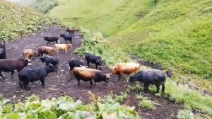 Бежта бои быков, бык Загала, Бежта. Дагестан. 2019г