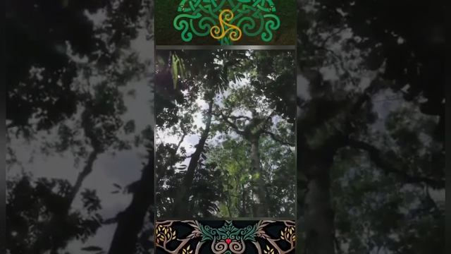 Сила и энергия дерева смотреть онлайн