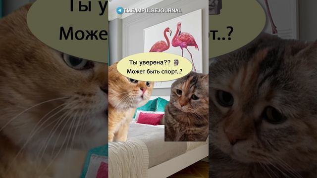 Рецепт от врача #мыкотики #разговор #анекдот #шутки #котики #юмор #смешное #прикольно #мемы #cat смотреть онлайн