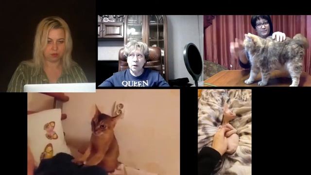 ""Кошки - балерины, ходящие на пальцах", "Кошачий ревизор!" выпуск 8 смотреть онлайн