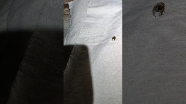 Спасение слабого отводка с маткой ИО при зимовке в омшанике. Семьи приходят в активное состояние. смотреть онлайн