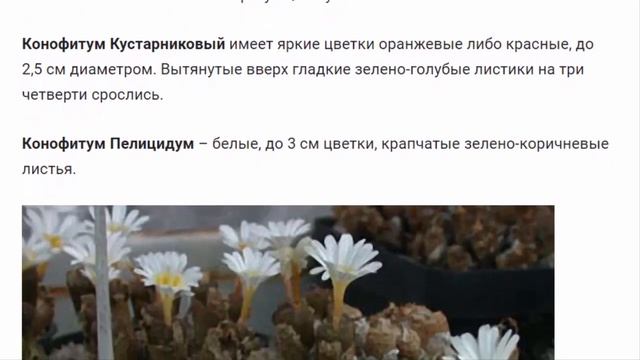 Конофитум (Conophytum). Растения для дома и сада. смотреть онлайн