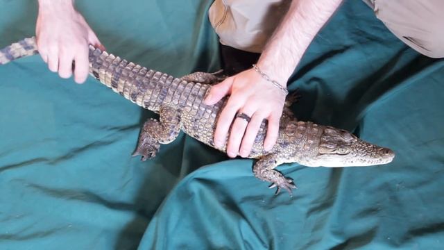 ПРИРУЧИМ ДРАКОНА? ДРЕССИРУЕМ КРОКОДИЛА! Коррекция поведения крокодила в домашних условиях! смотреть онлайн