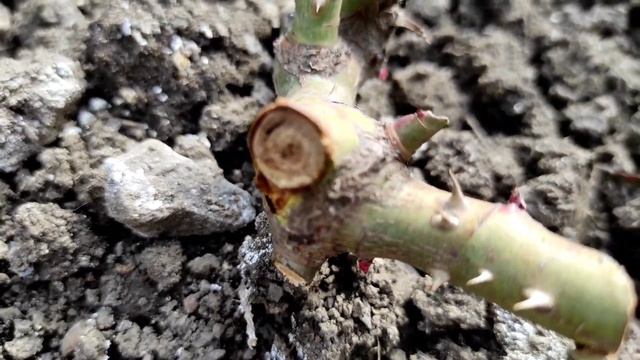 Как перезимовали розы сорта Новалис. Весна 2023 смотреть онлайн