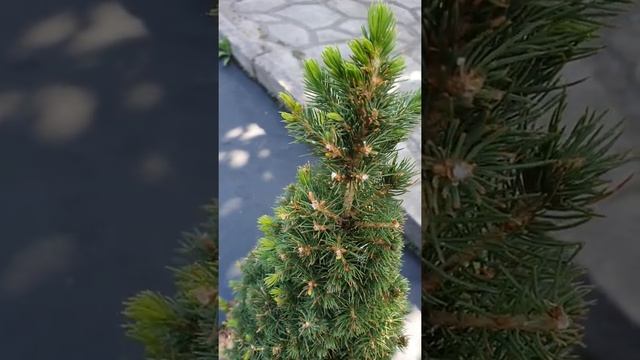 Хвоя #хвоя #уход за ростениями Очиток Кристатум, ель Коника, кипарисовик Тедди Бир смотреть онлайн