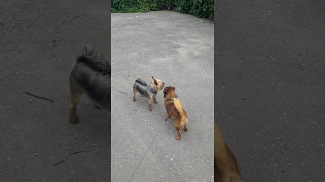 Брабансон Бруно ( встреча друзей)🐶 смотреть онлайн