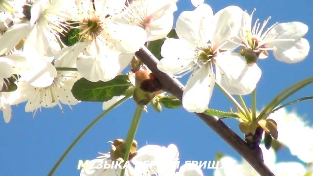 МУЗЫКА ДЛЯ ДУШИ НАПИСАННАЯ С ДУШОЮ ,,ПРОБУЖДЕНИЕ,,МУЗЫКА СЕРГЕЙ ГРИЩУК смотреть онлайн