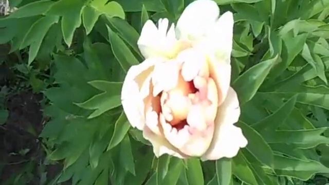 ИТО - ПИОНЫ барцелла, кора луиза, джулия роуз. смотреть онлайн