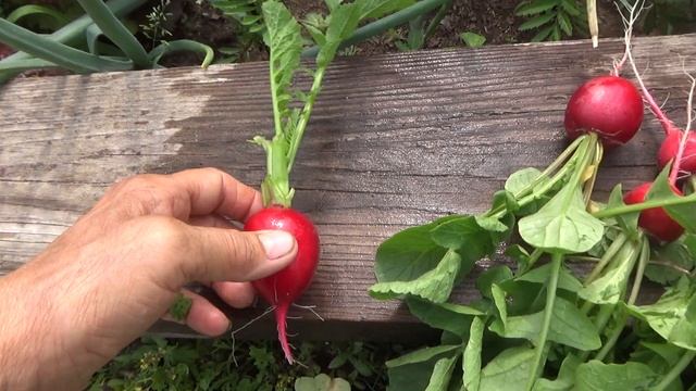 Как получить свои семена редиса? смотреть онлайн