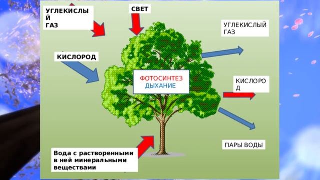 Биология, 6 кл., § 15" Дыхание и обмен веществ у растений" смотреть онлайн