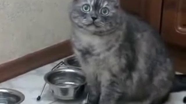 Голодный и находчивый кот просит покушать смотреть онлайн