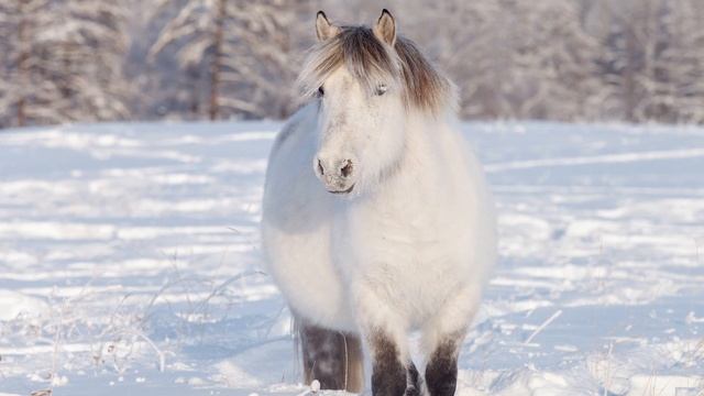 Якутская лошадь - Самая морозостойкая порода лошадей смотреть онлайн