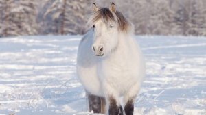 Якутская лошадь - Самая морозостойкая порода лошадей