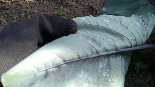 Борьба с белокрылкой на капусте. смотреть онлайн