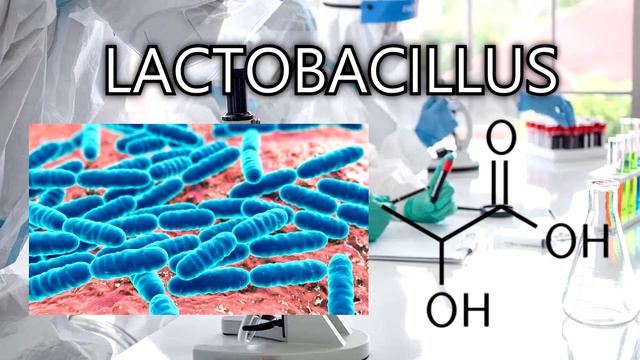 LACTOBACILLUS EN 5 MINUTOS