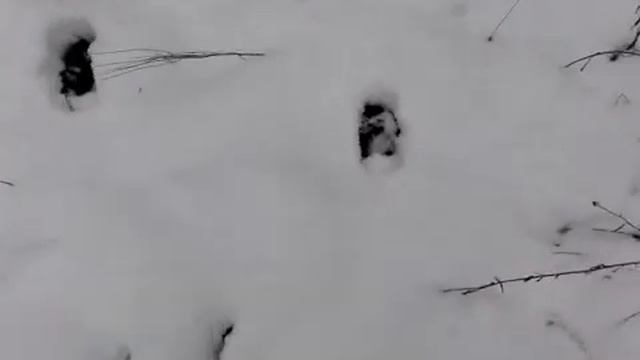 Лесная книга след лося на снегу зимой смотреть онлайн