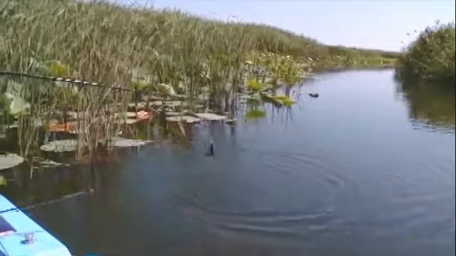 Летняя рыбалка в низовье Волги смотреть онлайн