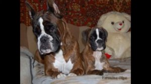 Немецкий боксёр