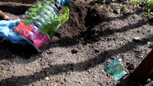 МЕЛОТРИЯ ШЕРШАВАЯ: выращивание через рассаду