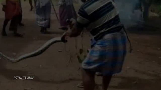 10 foot long python coils itself around man neck in Kerala both rescued || ROYAL TELUGU || смотреть онлайн