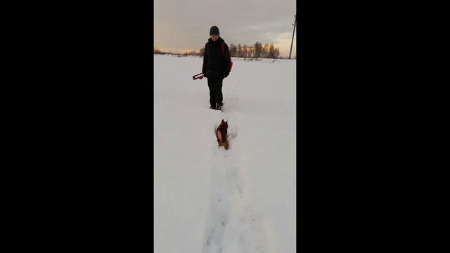 Пьяный шпиц или послушный питомец смотреть онлайн