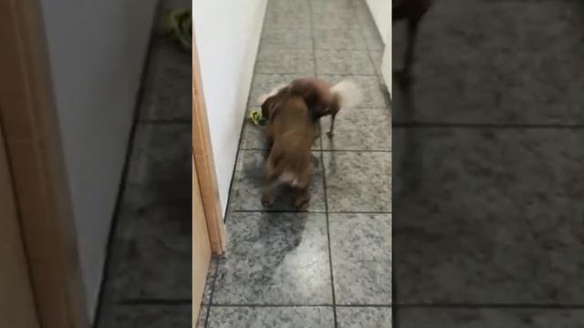 Cuerdas Molares ¡Les encantan! смотреть онлайн
