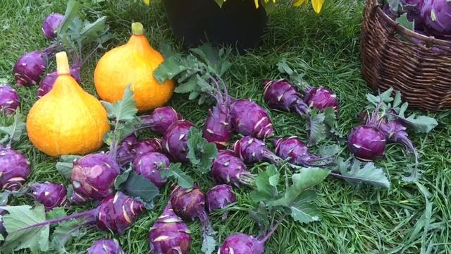 Как я выращиваю капусту кольраби - большой урожай кольраби смотреть онлайн