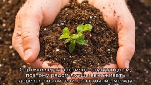 Черешня Любимица Астахова