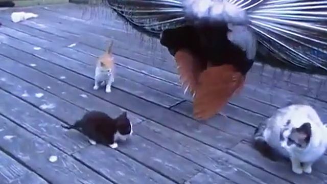 Котёнок решил поиграть с Павлином . красота . грация . природа . смотреть онлайн