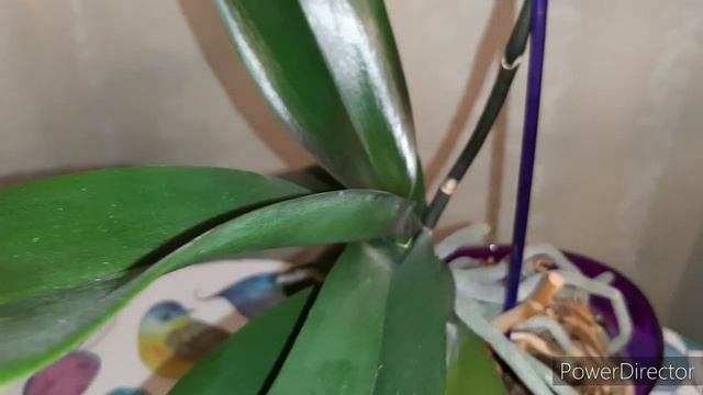 Орхидеи Новые Зацветашки 28 декабря 2022г. смотреть онлайн