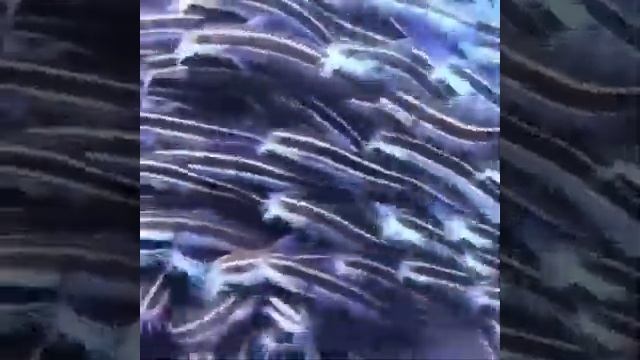 НЕОБЫЧНЫЕ ОБИТАТЕЛИ ПОДВОДНОГО МИРА смотреть онлайн