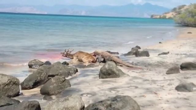 варан ест живого оленя