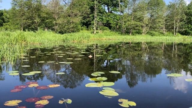 рыбалка на кружки / щука после нереста смотреть онлайн
