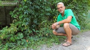 Лиана: Быстро растущие лианы