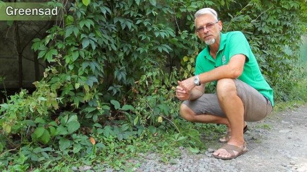 Лиана: Быстро растущие лианы