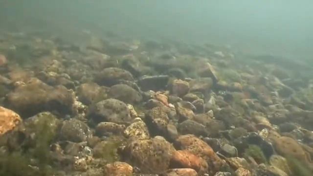 Одна из самых известных и часто встречаемых рыб в горных реках это Хариус смотреть онлайн
