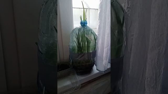 Как я выращивал лук в 5 л бутылке смотреть онлайн