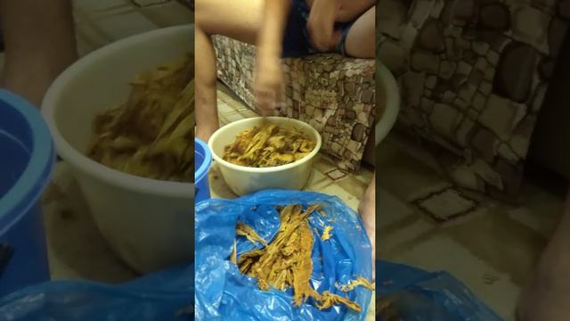 Табак. Удаление жилки и ферментация! смотреть онлайн